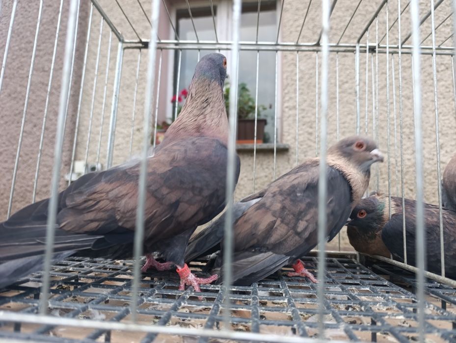 Swift, swifty, gołębie ozdobne, wysyłam