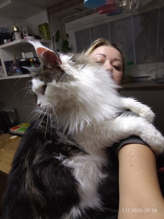 Aslan Kocie Urwisy*PL  Rudy Kocurek Maine Coon