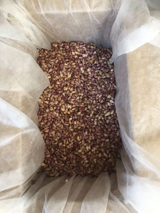 Однозубка часник