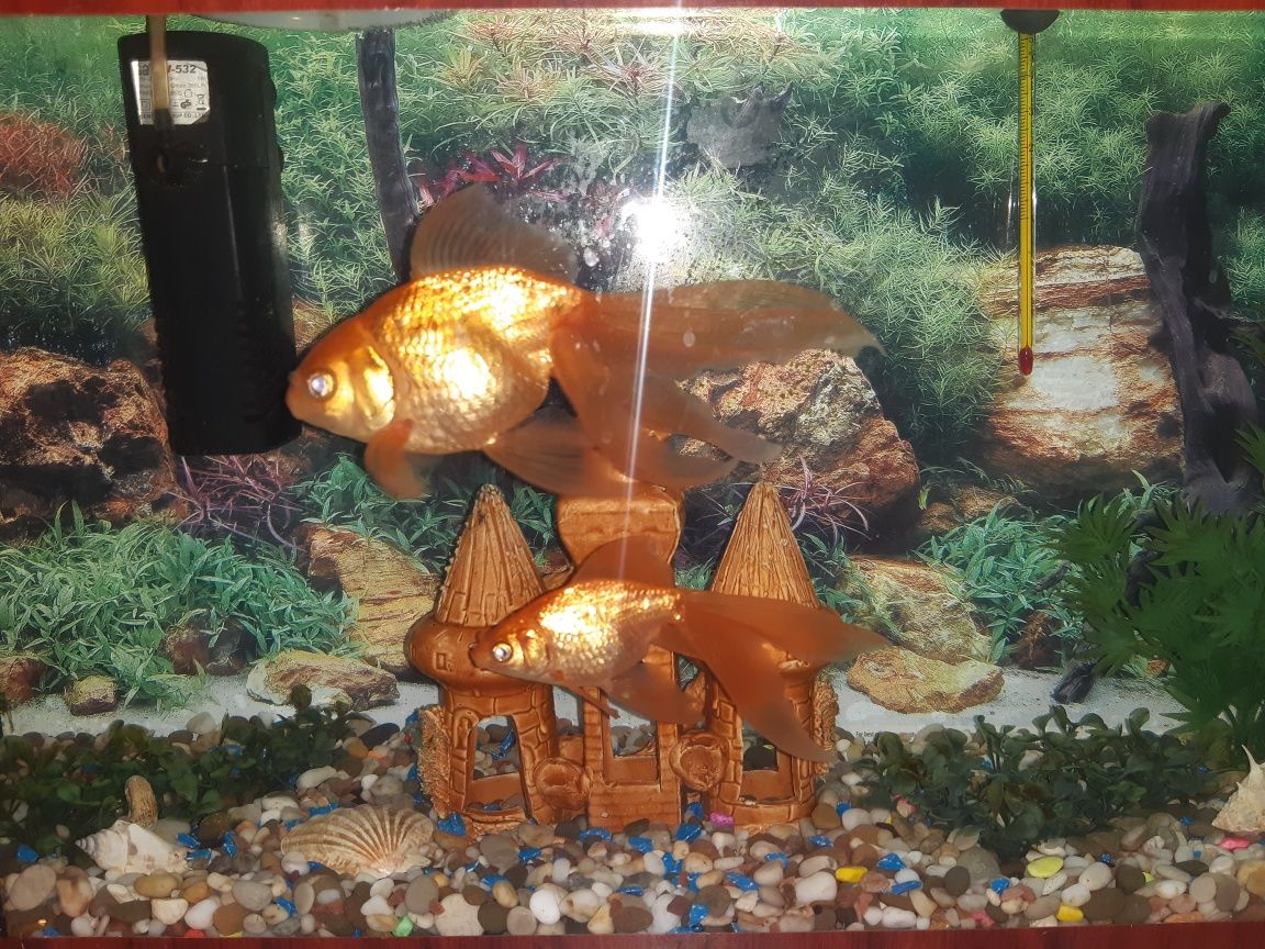 Продам акваріум із золотими рибками