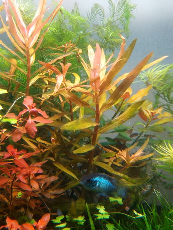 Nesaea crassicaulis planta de aquário