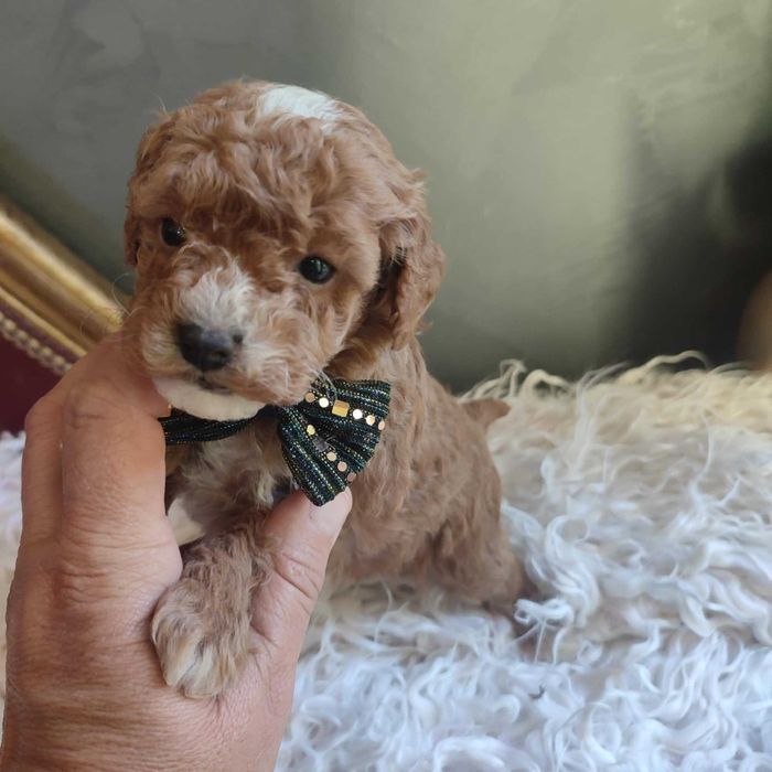 Bichpoo/Pochoon/Maltipoo > dotępny piesek .