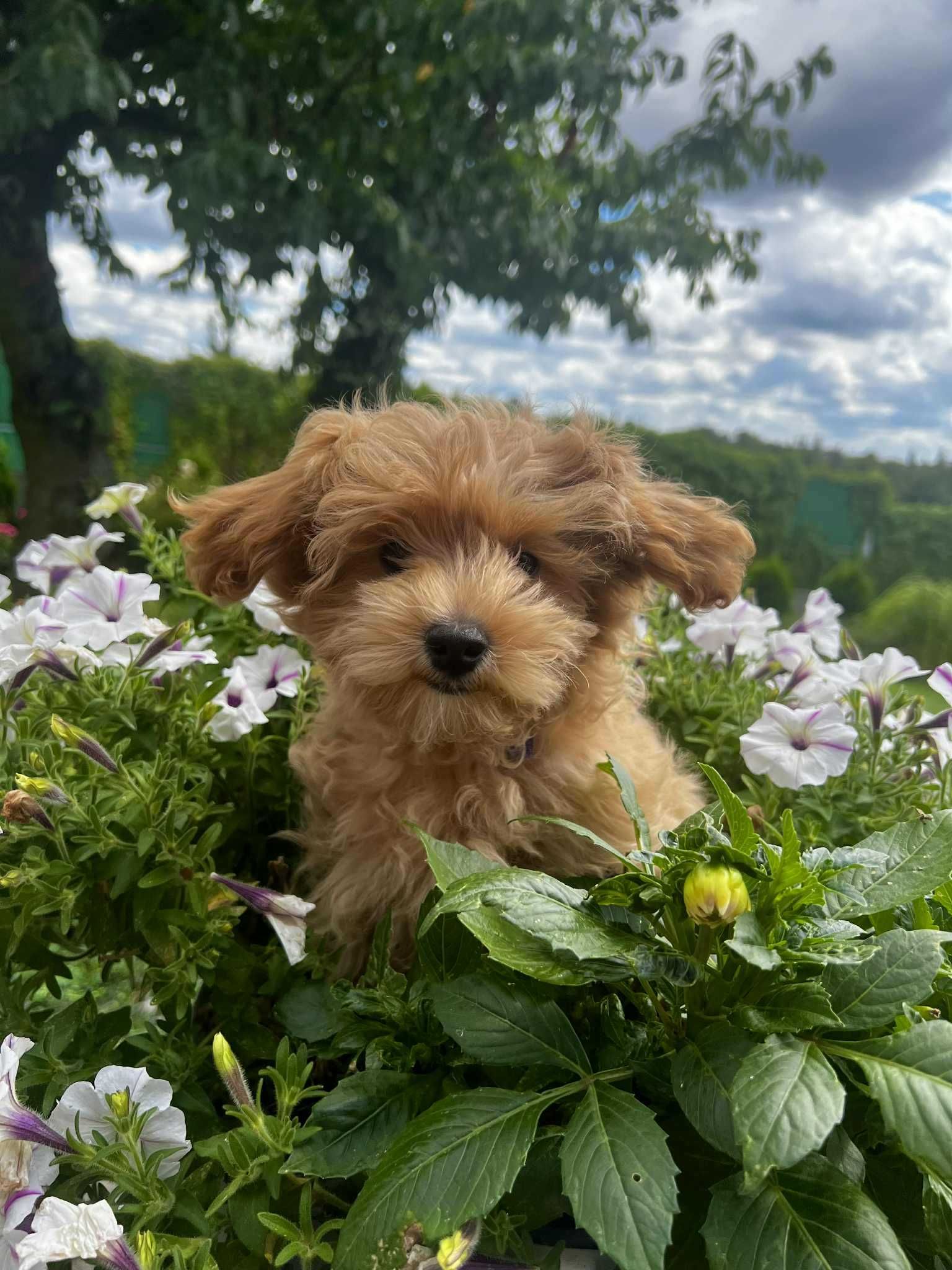 Maltipoo, piesek, karmelkowy slodki.drobny.mam Maltanczyk ,t Redtoy