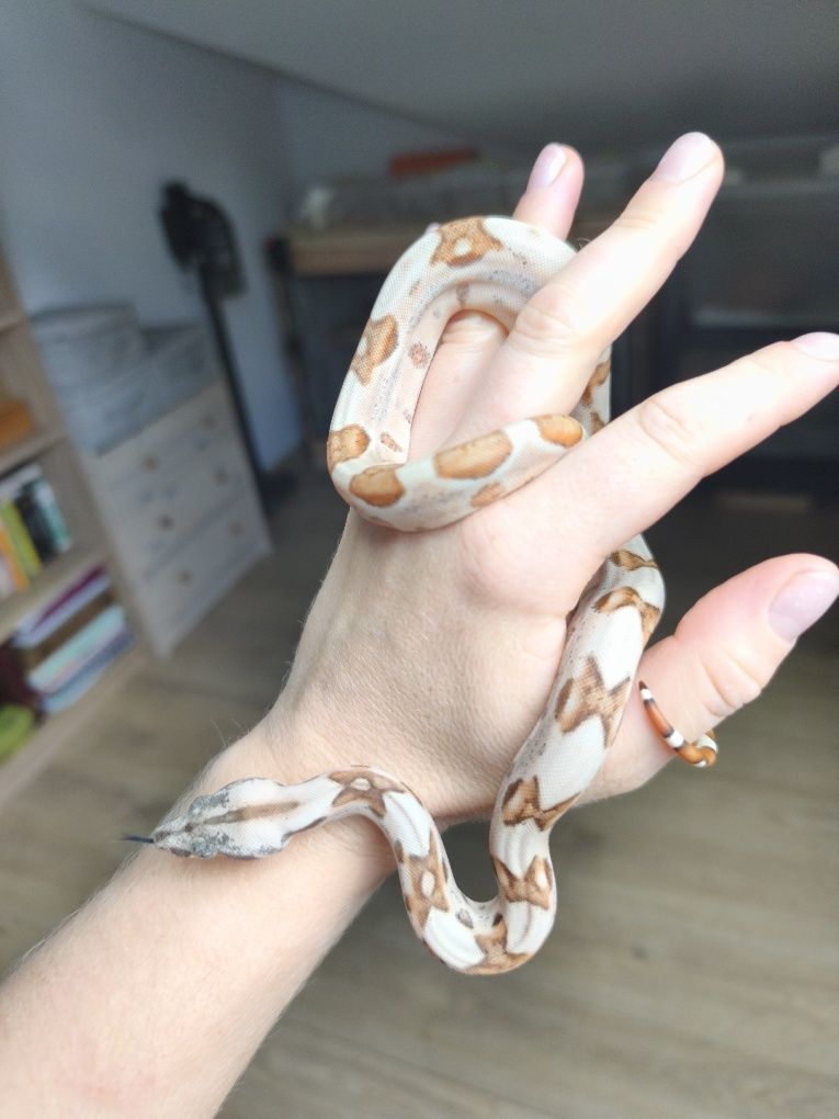 Węże zbożowe Hypo Jungle het Albino Sharp