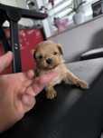 Maltipoo suczka do rezerwacji