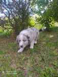 Border Collie - Blue Merle