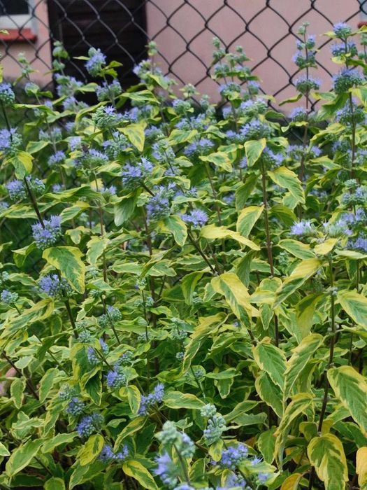 Barbula variegata summer sorbet sześcioletni krzew