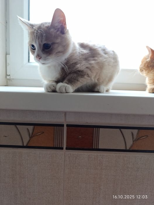 Віддам кошенят в добрі руки