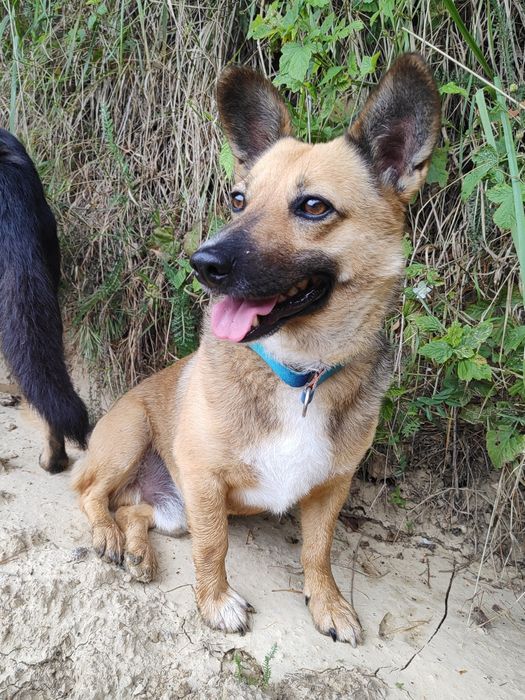 Edi szuka najlepszego domu