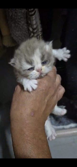 Menina tricolor lindissima