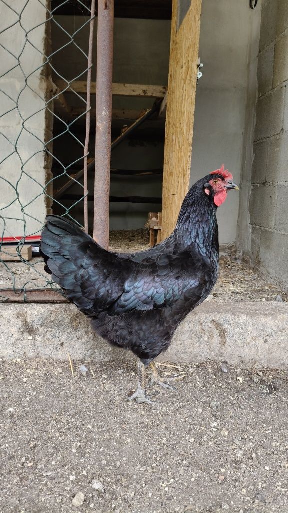Ovos caseiros (não galados)