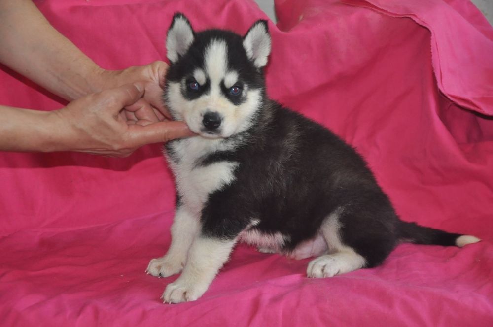 Сибирский хаски - подарочек