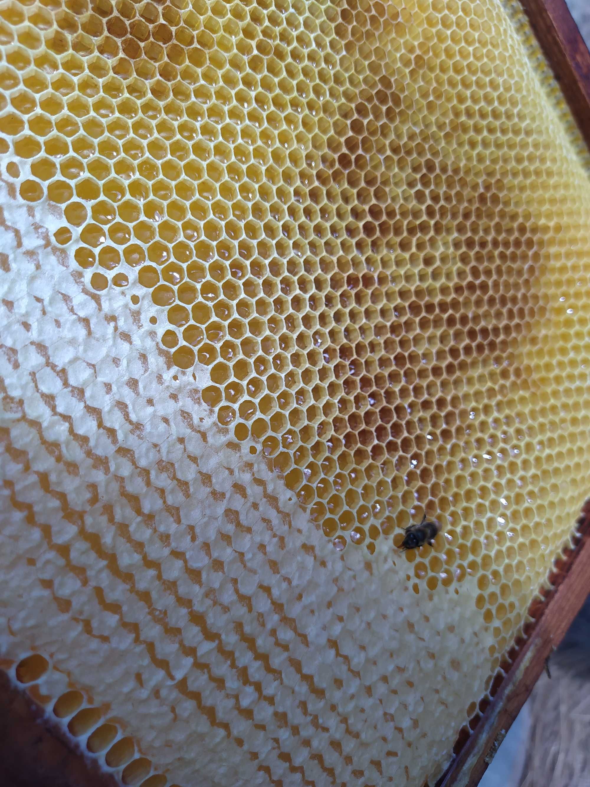Продам мед урожай этого года