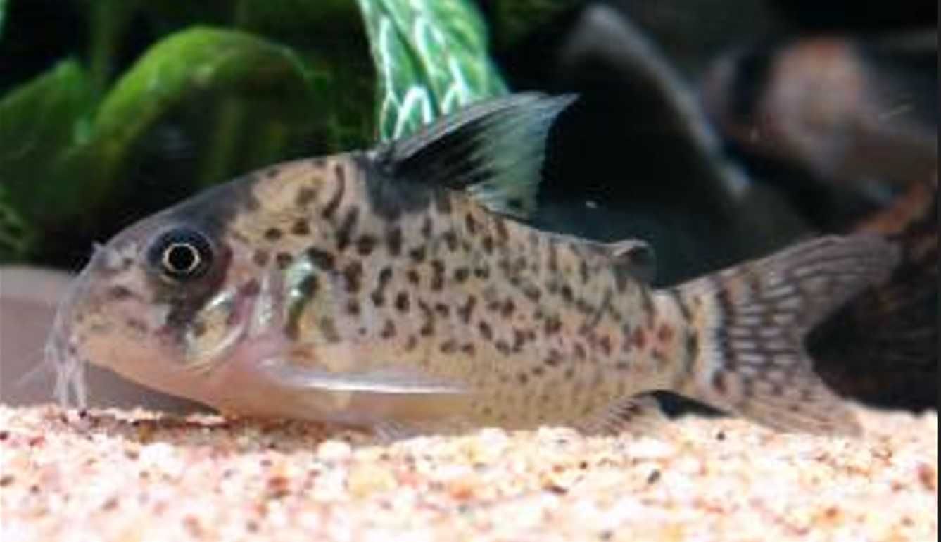 Kirys fioletowy - Kirysek przyprószony - Corydoras leucomelas - dowóz