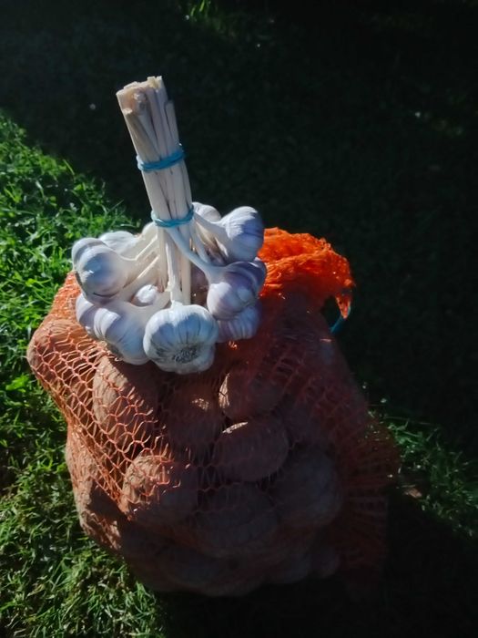 Ziemniaki Bellarosa, czosnek