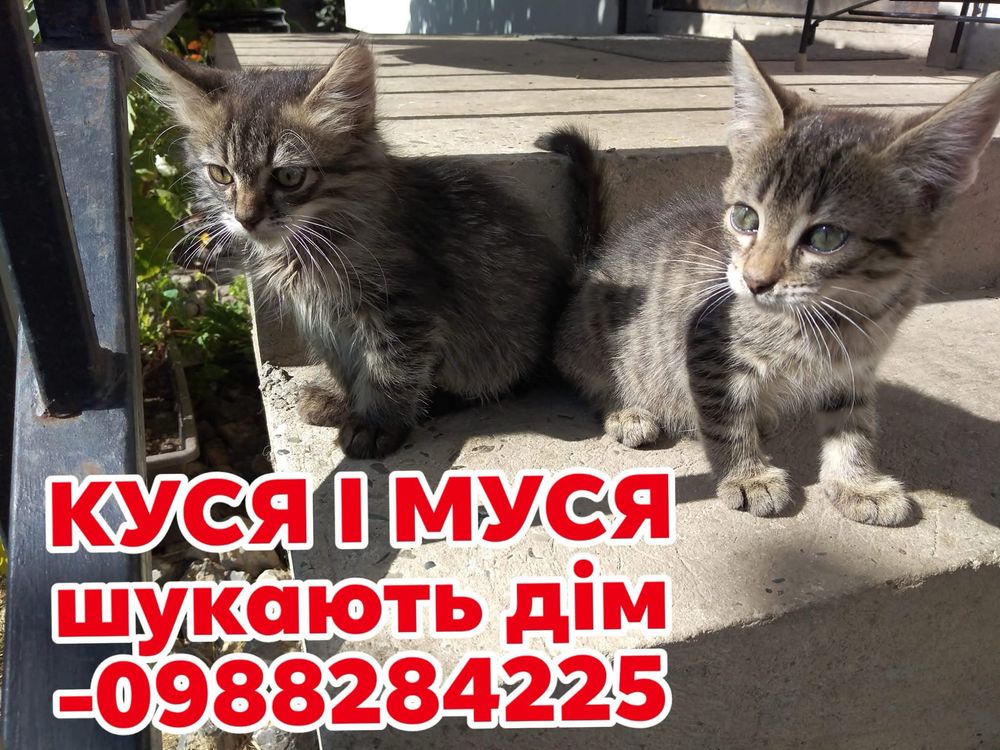 Кошенята шукають дім