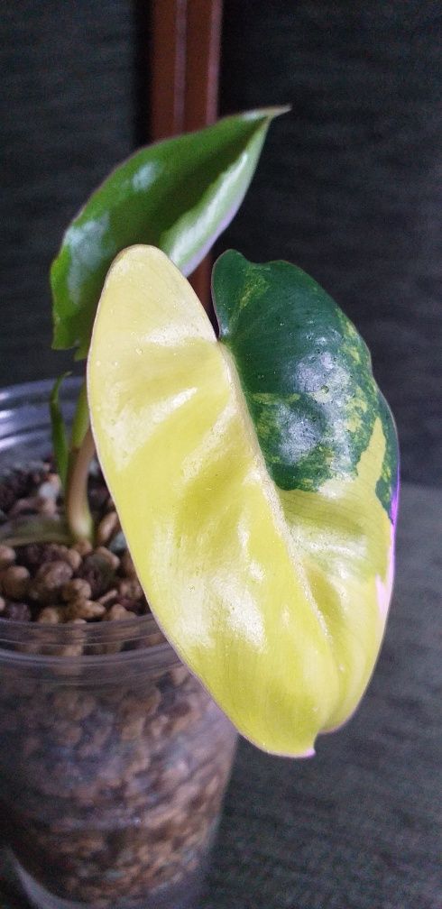 Philodendron Burle Marx Variegata , roślina kolekcjonerska