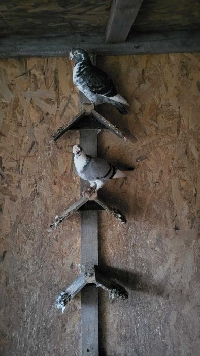 Gołębie staropolskie okazja likwidacja gołębi