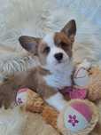 *FIBI*WELSH CORGI CARDIGAN **,śliczna sunia do rezerwacji
