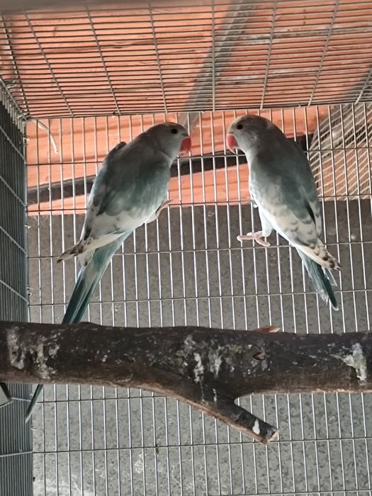 Ring necks  malhados recessivos