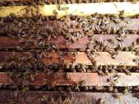 Продам бджолосім'ї ( Пчелы )