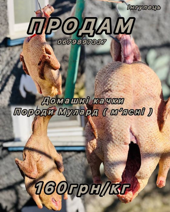 Качки домашні породи Мулард