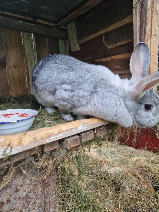Кролики різного віку