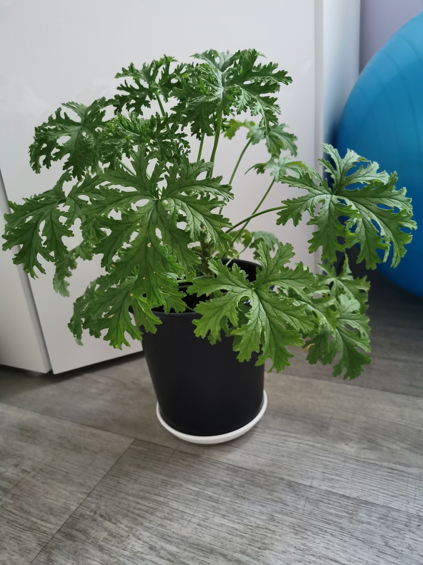 Kwiat leczniczy Anginka Geranium wys. ok. 45 cm