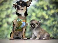 Chihuahua malutki długowłosy piesek rodowód ZKWP  FCI