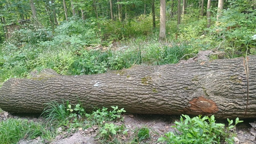 Sprzedam dęba sp