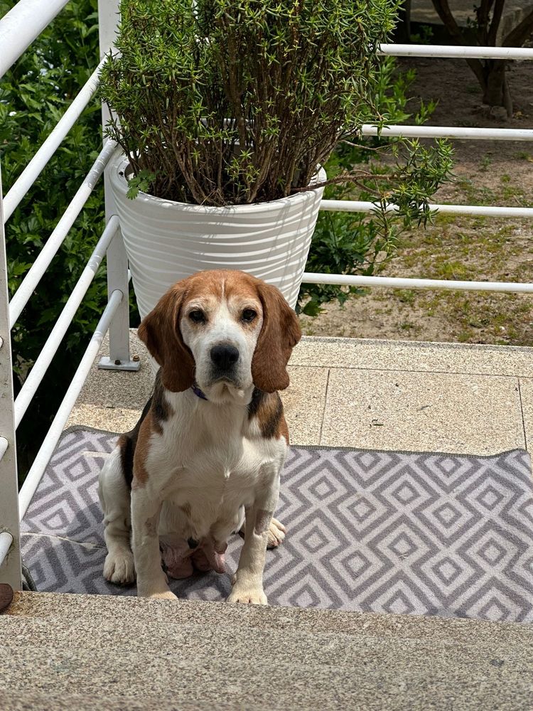 Cadela para adoção