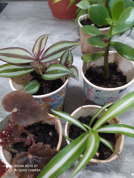 Распродажа растишек