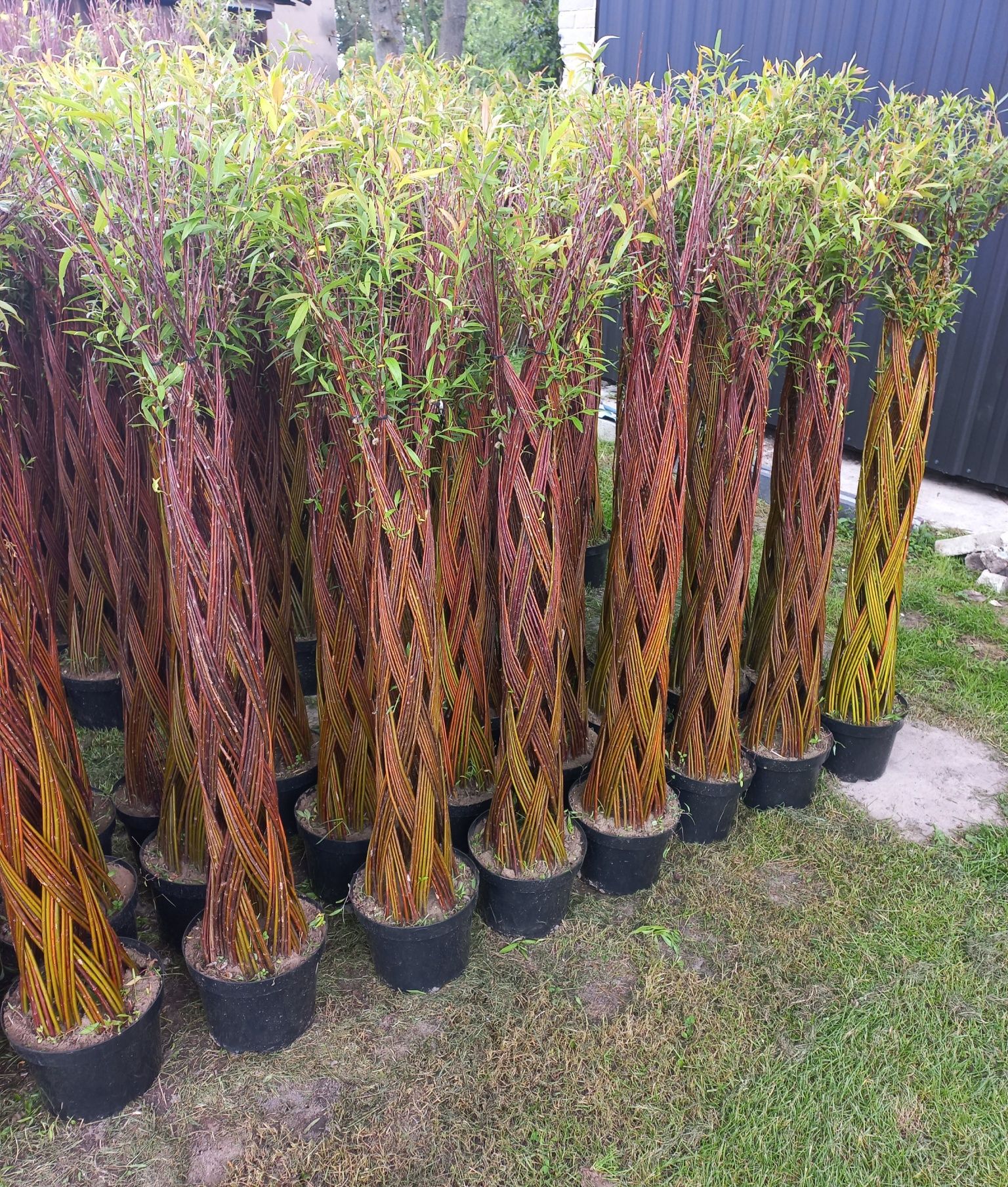 Wierzba pleciona, salix americana