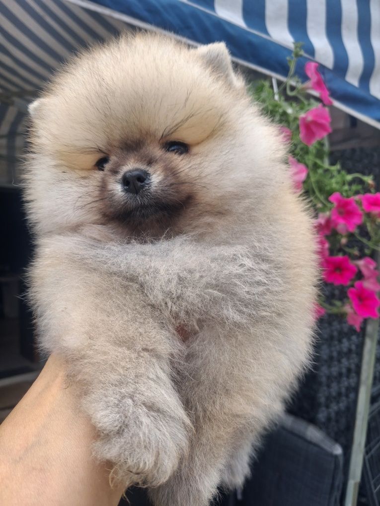 Szpic miniaturowy pomeranian