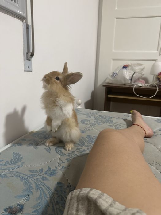 Coelho no porto hemvra
