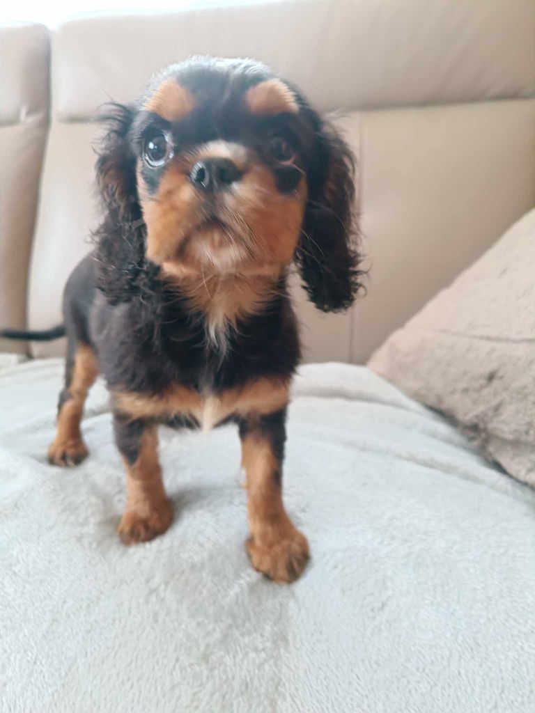 Cavalier King Charles Spaniel suczka