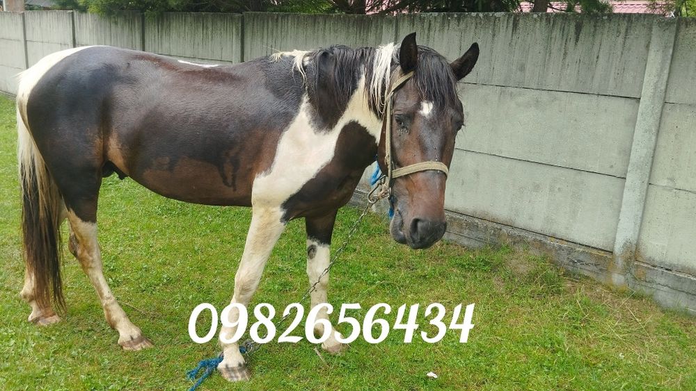 Продаю жеребця а поміняю на молоду корову