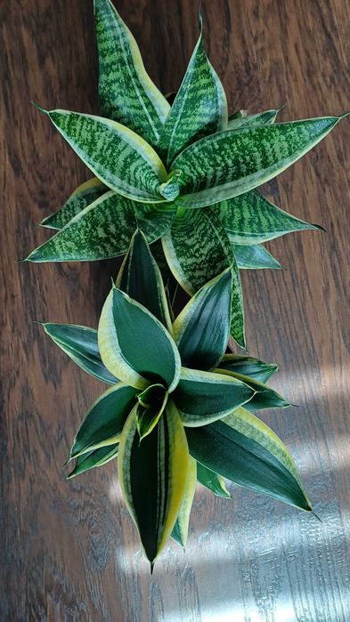 Сансевієрія Хані Маргіната Jade marginata  Філіпін Сільвер Фрост