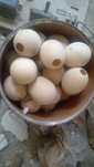 Ovos de avestruz