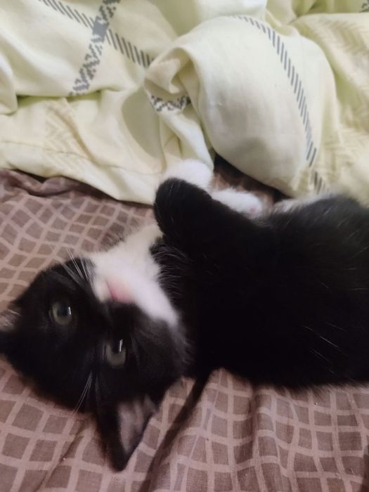 Віддаю кошеня дівчинку