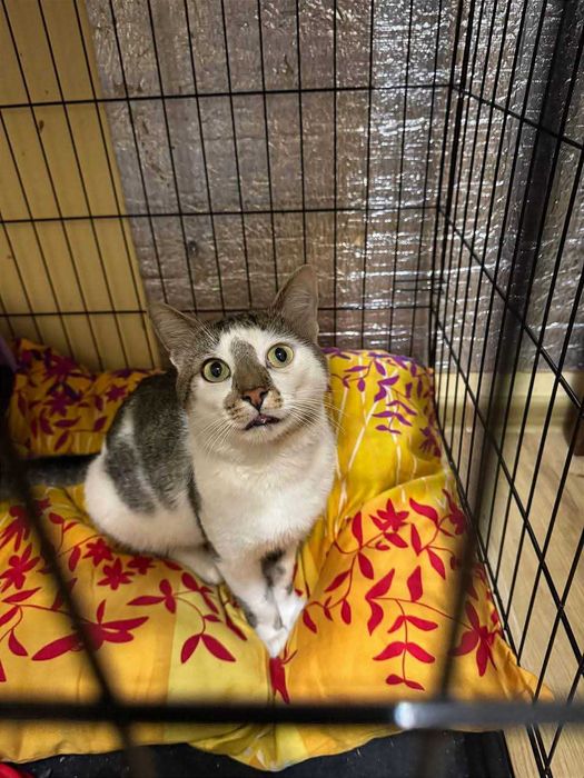 Сем, душевний веселий коцурик