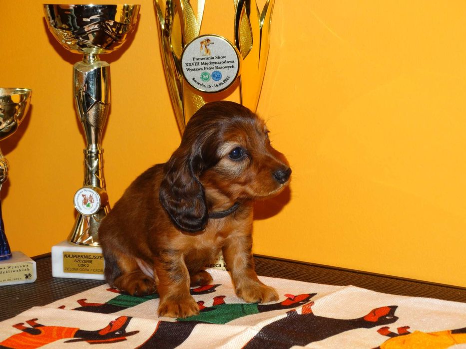 Jamnik Miniaturowy Długowłosy