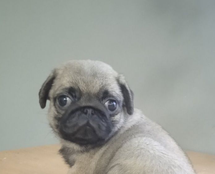 Симпатичні мопсики