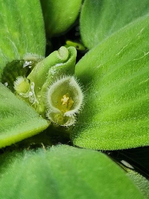 Plantas aquáticas de superficie (alface de água)