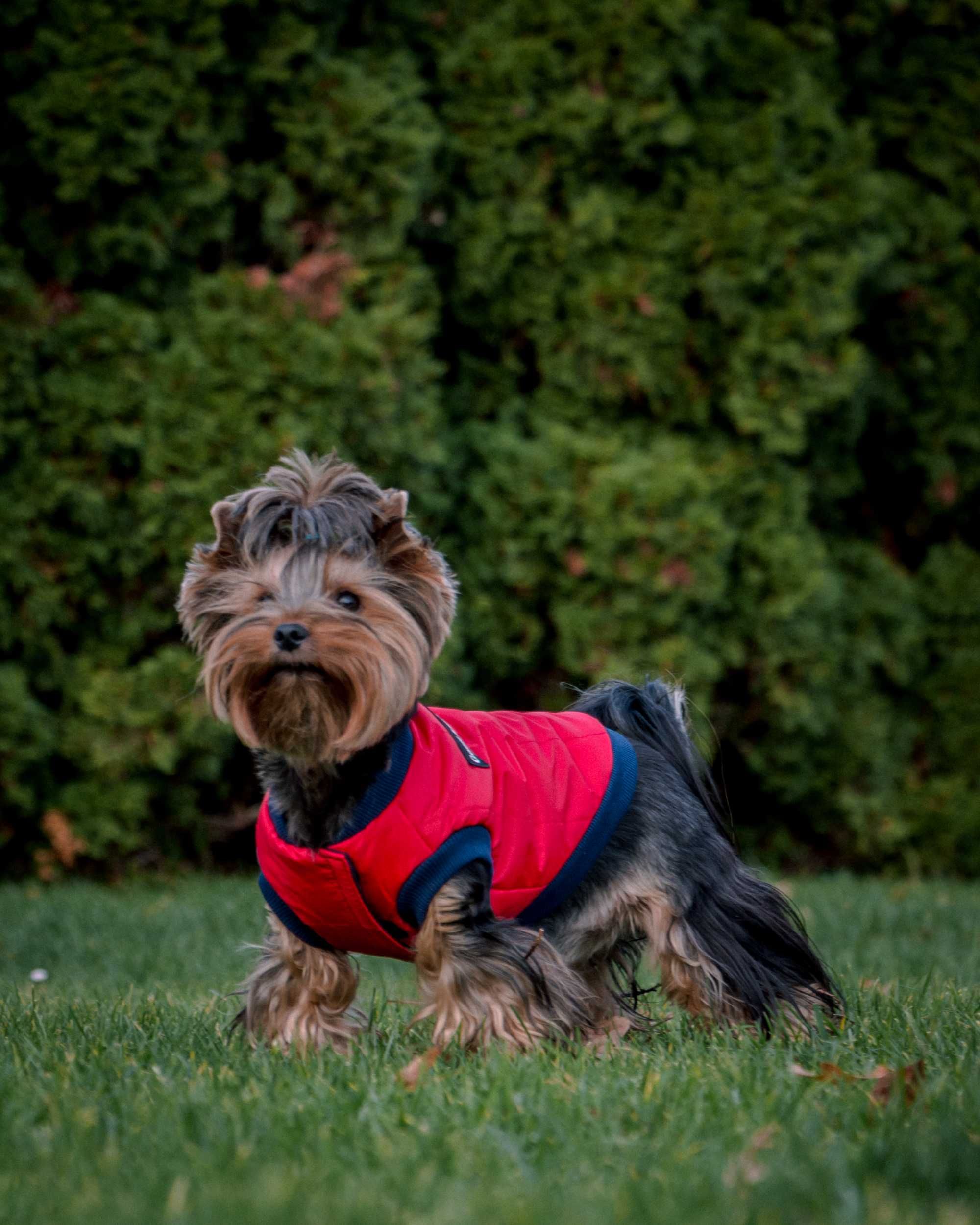 Yorkshire terrier FCI ZKwP dziewczynka