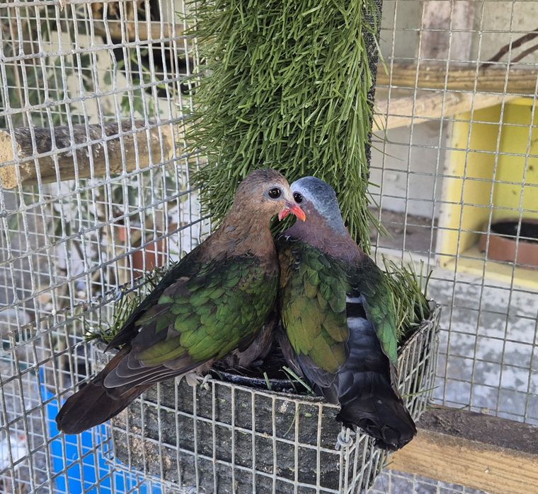 Machos Rolas esmeraldas