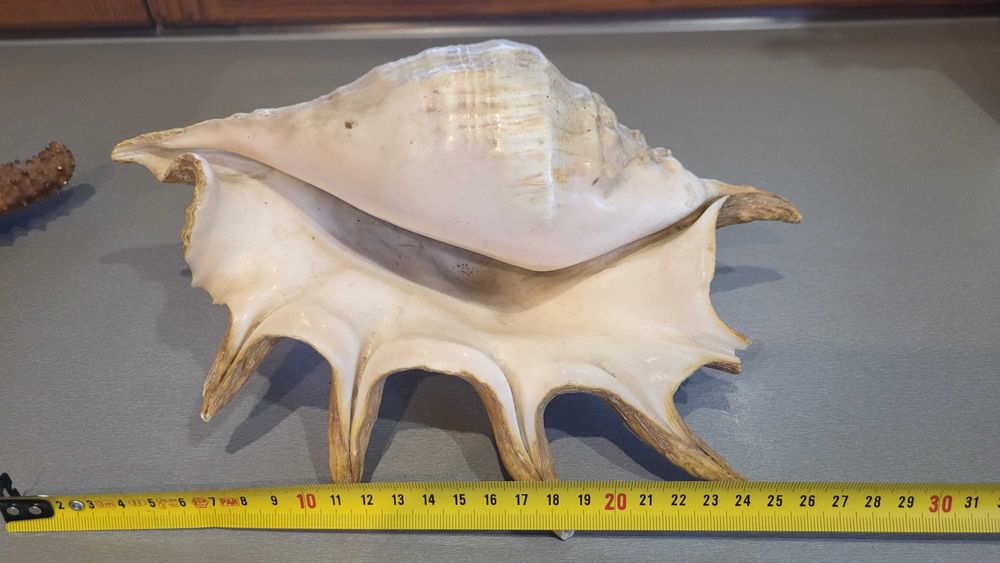 Океанічні мушлі ракушки зірка