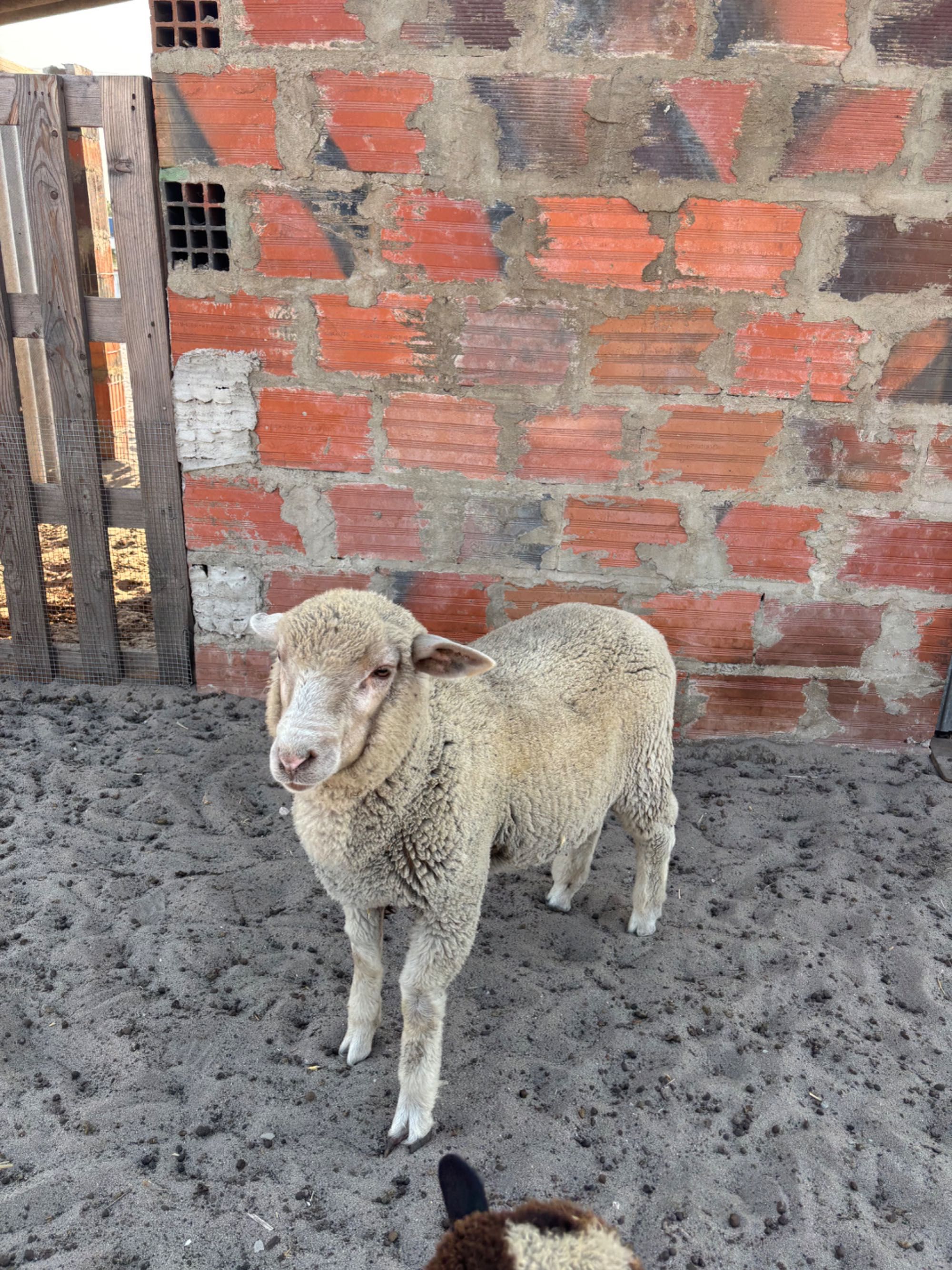 Borrego cruzado macho