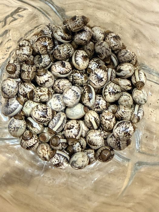 30 jaj straszyków australijskich zielonych - samice