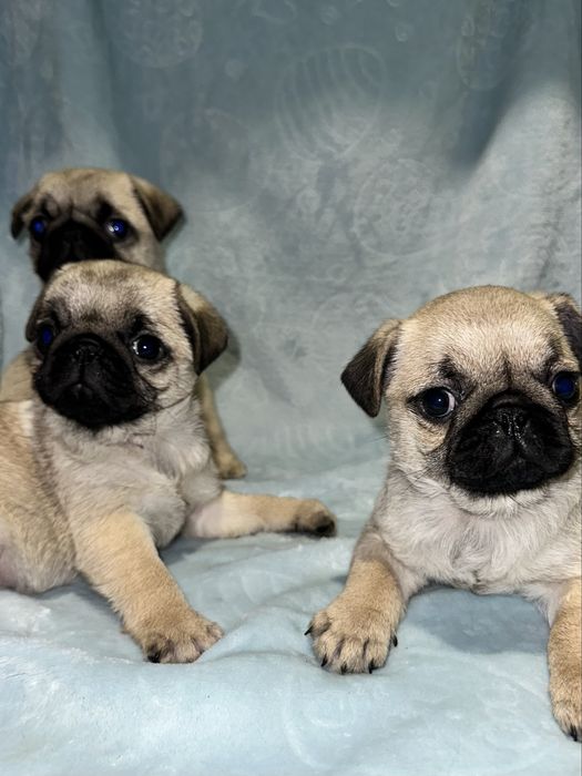 Шикані дівчатка 2.5 місяці